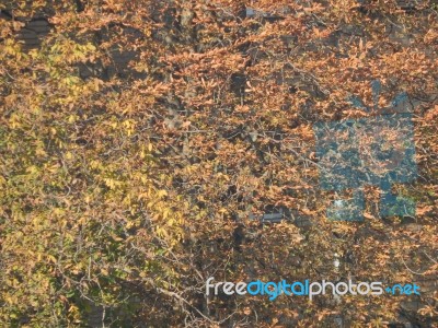 Autumn Tree Foliage Texture Stock Photo