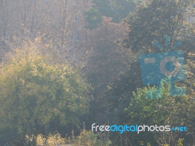 Autumn Tree Foliage Texture Stock Photo Autumn Tree Foliage Texture Stock Photo
