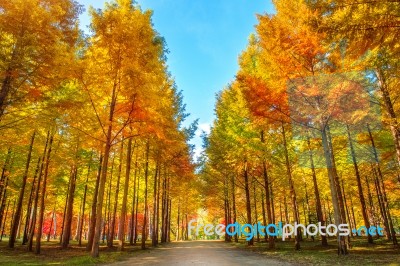 Autumn Trees In Nami Island, Korea Stock Photo