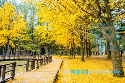 Autumn With Ginkgo Tree In Nami Island, Korea Stock Photo