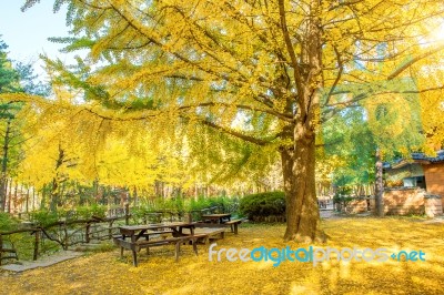 Autumn With Ginkgo Tree In Nami Island, Korea Stock Photo