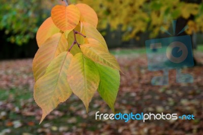 Autumnal Colours  Of A Cherry Tree In East Grinstead Stock Photo