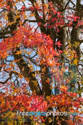 Autumnal Colours Of A Japanese Maple Tree In East Grinstead Stock Photo