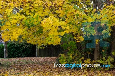 Autumnal Colours  Of A Maple Tree In East Grinstead Stock Photo