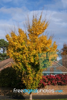 Autumnal Colours  Of A Maple Tree In East Grinstead Stock Photo