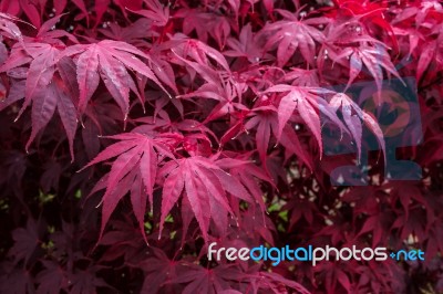 Autumnal Colours  Of An Acer Tree In East Grinstead Stock Photo