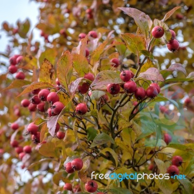 Autumnal Colours Of The Broad Leaved Cockspur Thorn In East Grin… Stock Photo