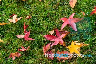 Autumnal Fallen Leaves Of A Japanese Maple Tree In East Grinstea… Stock Photo