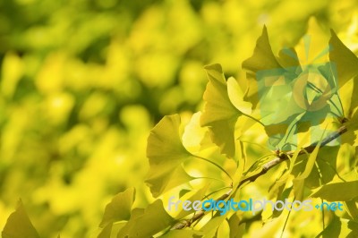Autumnal Ginkgo Tree,leaf Background Stock Photo
