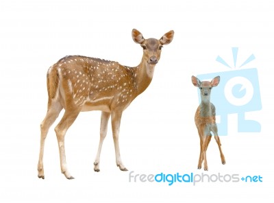 Axis Deer Stock Photo