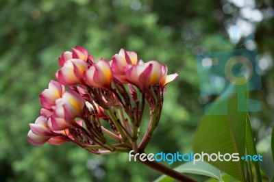 
Azalea Bloom Flower Bouquet Big Beautiful Sun Glare. Beautiful Stock Photo