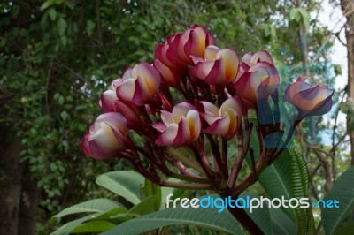 
Azalea Bloom Flower Bouquet Big Beautiful Sun Glare. Beautiful Stock Photo