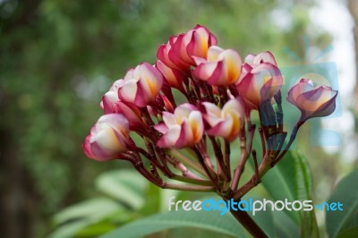 
Azalea Bloom Flower Bouquet Big Beautiful Sun Glare. Beautiful Stock Photo