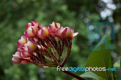 
Azalea Bloom Flower Bouquet Big Beautiful Sun Glare. Beautiful Stock Photo