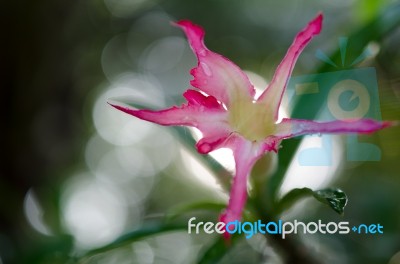 
Azalea Flowers Stock Photo