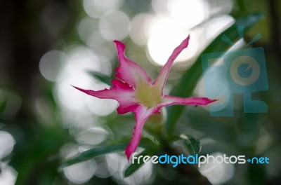 Azalea Flowers Stock Photo