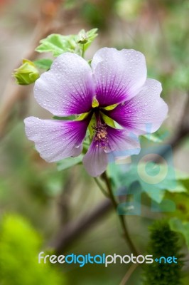 Azalea White Flower, With Purple Center Stock Photo