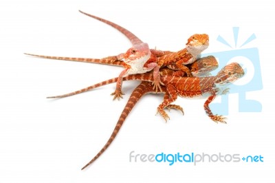 Baby Bearded Dragon Stock Photo