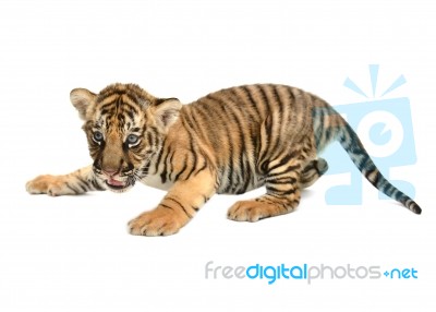 Baby Bengal Tiger Stock Photo