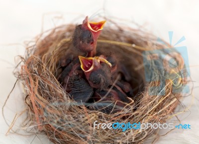 Baby Birds In A Nest Stock Photo