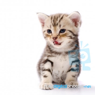 Baby Cat Stock Photo