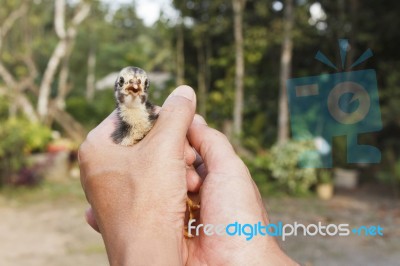 Baby Chick In Hands Stock Photo