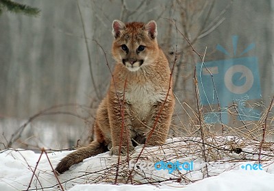 Baby Cougar Stock Photo