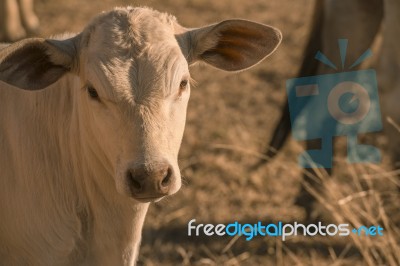 Baby Cow In The Countryside Stock Photo