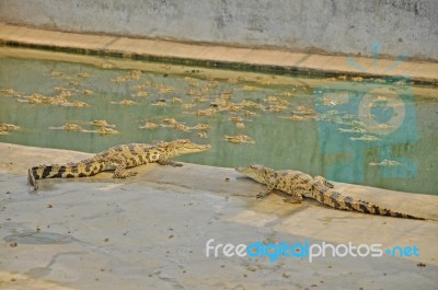 Baby Crocodiles Stock Photo