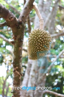 Baby Durian Stock Photo