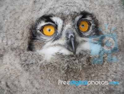 Baby Eagle Owl Stock Photo