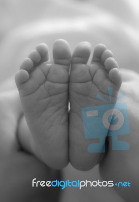 Baby Feet Stock Photo