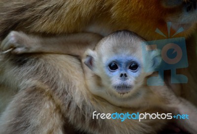 Baby Golden Snub-nosed Monkey In Mother's Arms Stock Photo