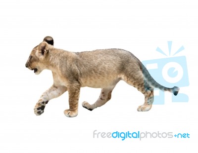 Baby Lion Isolated Stock Photo