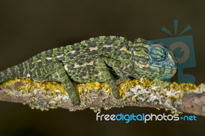 Baby Mediterranean Chameleon Stock Photo