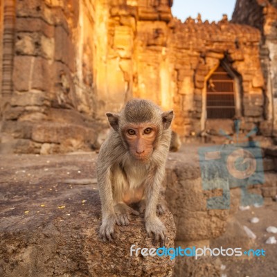 Baby Monkeys In Thai Temple Stock Photo
