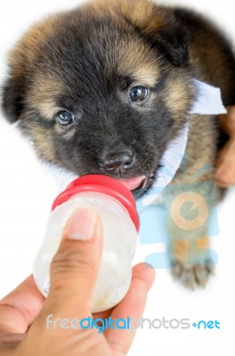 Baby Of The Dogs Eating Milk Stock Photo