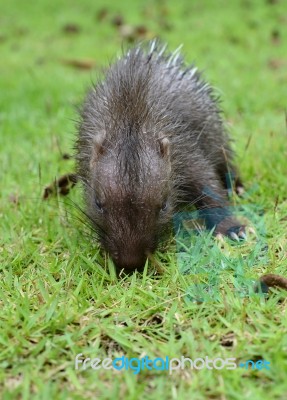 Baby Porcupine Stock Photo