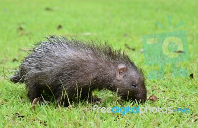 Baby Porcupine Stock Photo