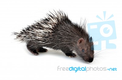 Baby Porcupine Isolated Stock Photo