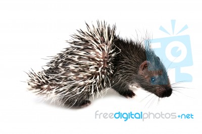 Baby Porcupine Isolated Stock Photo