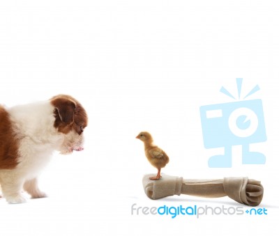 Baby Shih Tzu Puppy Dog Looking To Baby Chick Standing On Artifi… Stock Photo