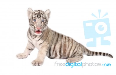 Baby White Tiger Stock Photo