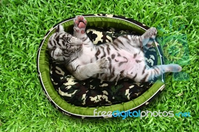 Baby White Tiger Laying In A Mattress Stock Photo