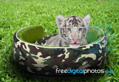 Baby White Tiger Laying In A Mattress Stock Photo