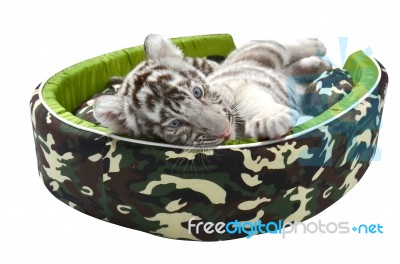 Baby White Tiger Laying In A Mattress Isolated Stock Photo