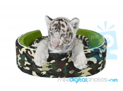 Baby White Tiger Laying In A Mattress Isolated Stock Photo