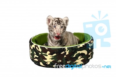 Baby White Tiger Laying In A Mattress Isolated Stock Photo