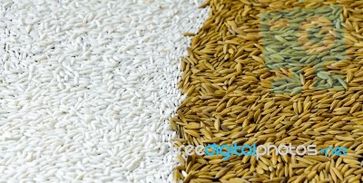 Background From Pile Of Paddy Rice And And Rice Seed Stock Photo
