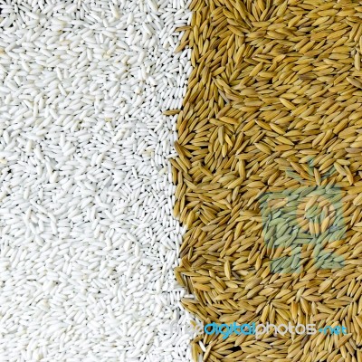 Background From Pile Of Paddy Rice And And Rice Seed Stock Photo